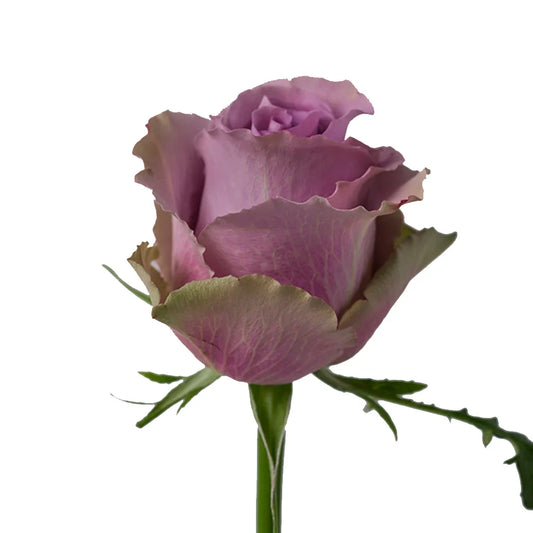 Lavender Grey Nights Roses