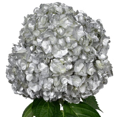 Silver Hydrangea