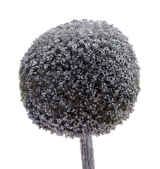 Silver Tinted Craspedia