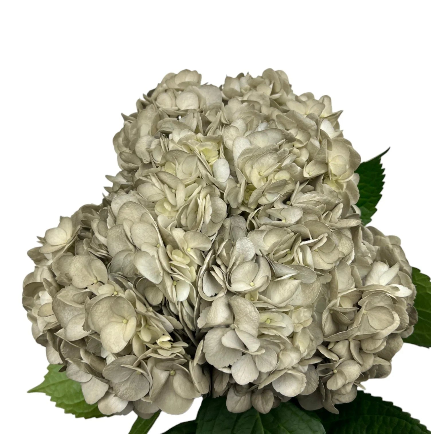 Grey Slipper Satin Hydrangea