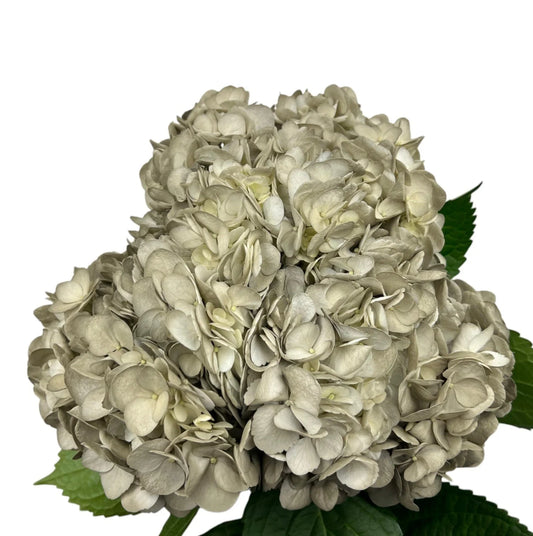 Grey Slipper Satin Hydrangea