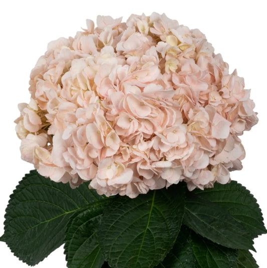 Peach Soft Coral Hydrangea