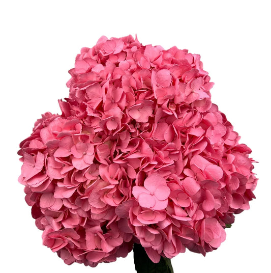 Soft Pink Hydrangea