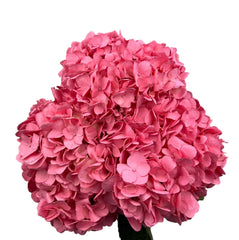 Soft Pink Hydrangea