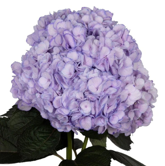 Soft Purple Hydrangea