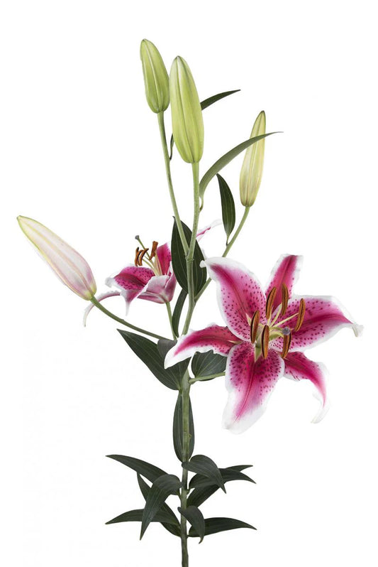 Hot Pink Starfighter Oriental Lilies