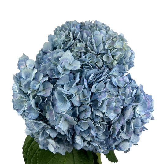 Steel Blue Hydrangea