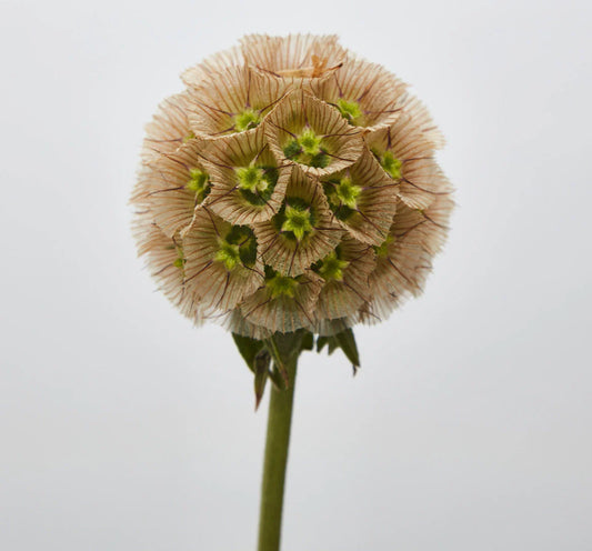 Stellata Pods Scabiosas