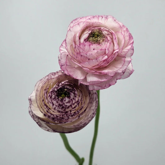 Striatto Assorted Ranunculus
