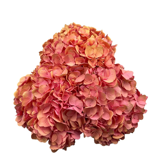 Summer Pink Hydrangea