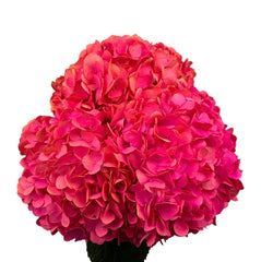 Orange Sunset Blaze Hydrangea