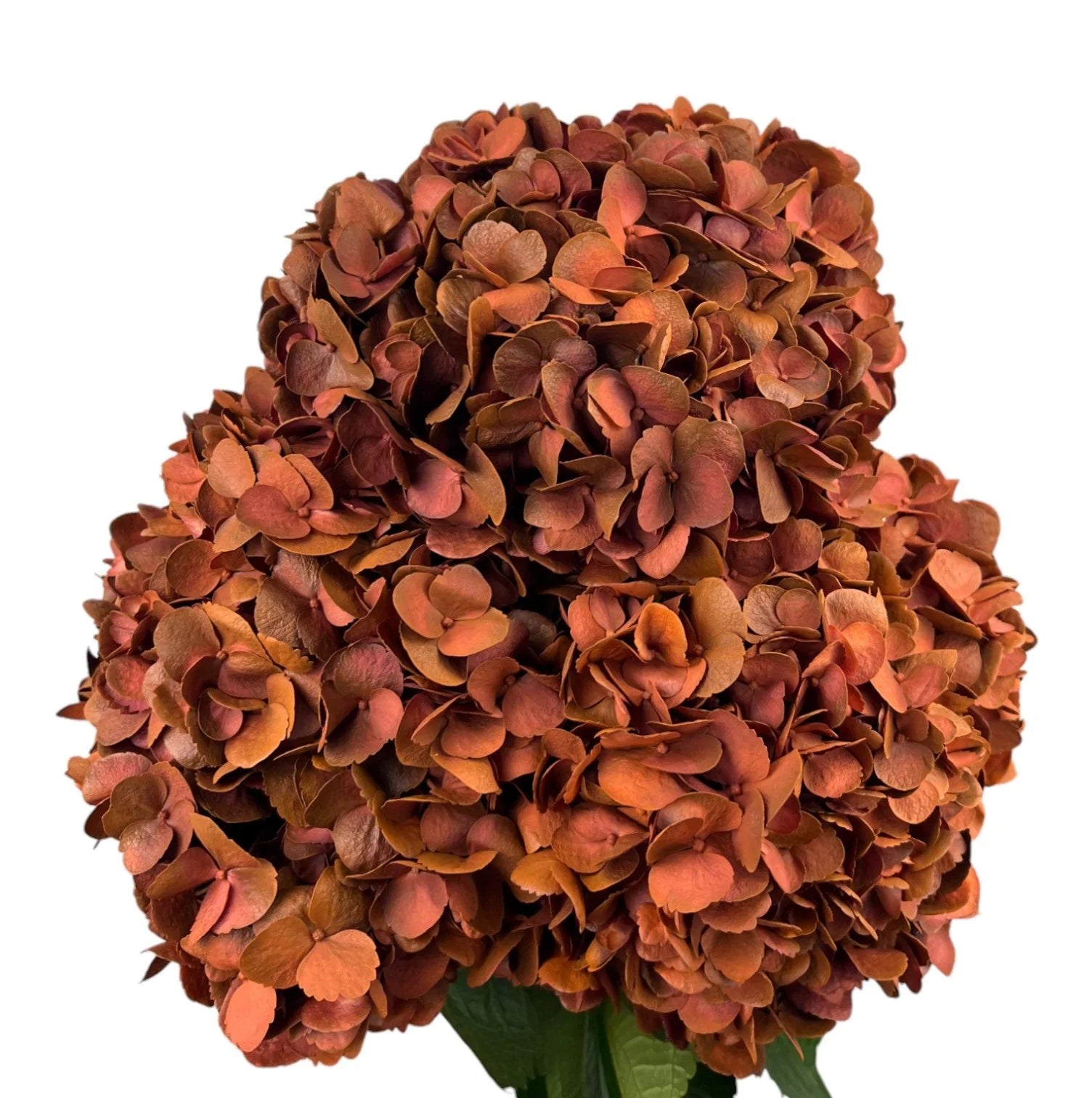 Orange Sunset Flame Hydrangea
