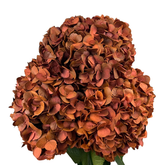 Orange Sunset Flame Hydrangea