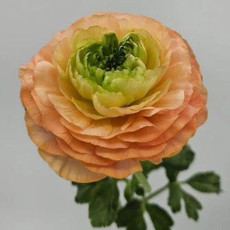 Tango Ranunculus