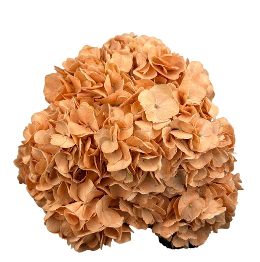 Terracota Hydrangea