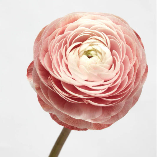 Tinted Chocolate Ranunculus