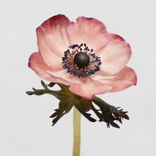 Tinted Chocolate Mistral Anemones