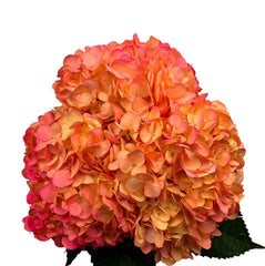 Orange Tropical Sunset Hydrangea