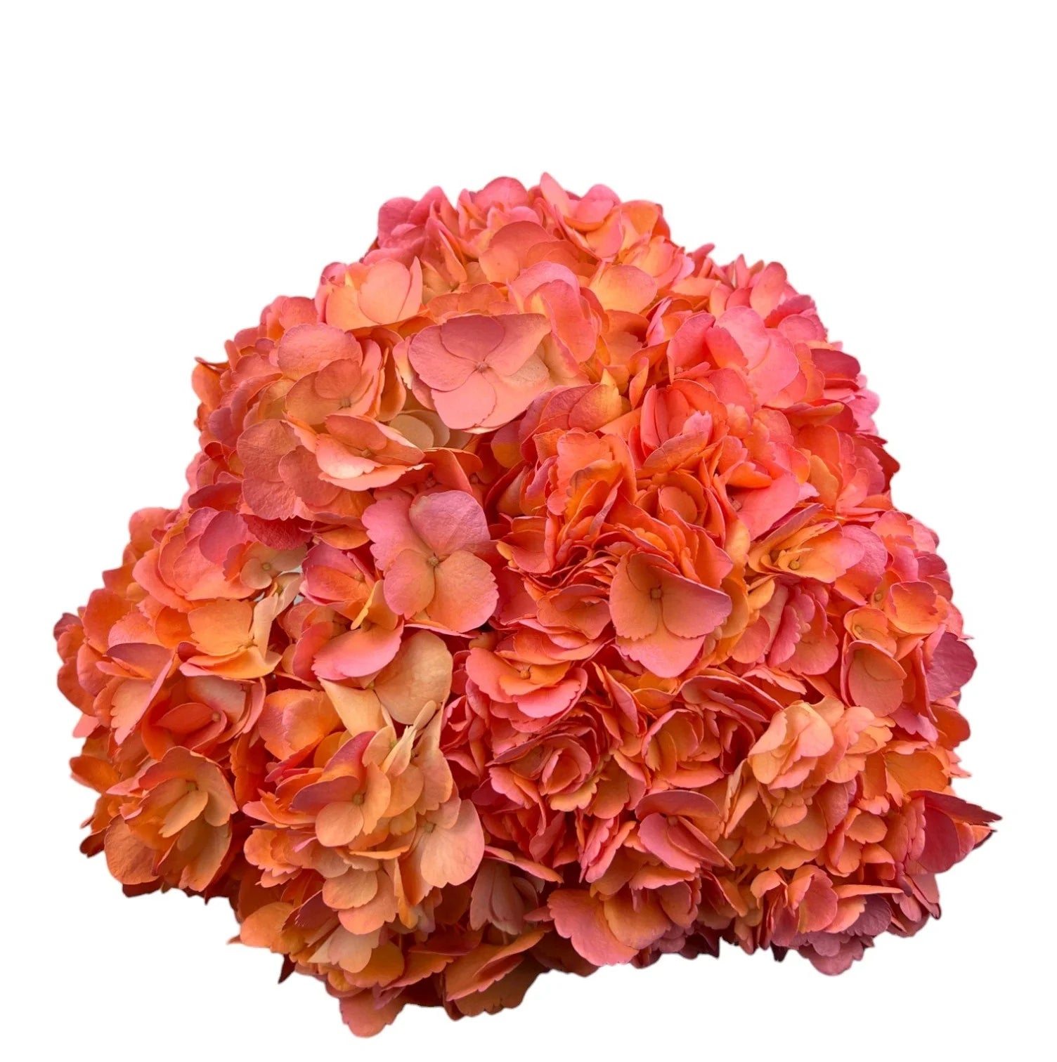 Orange Tropical Tangarine Hydrangea