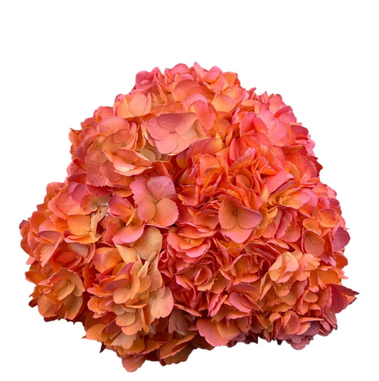 Orange Tropical Tangarine Hydrangea