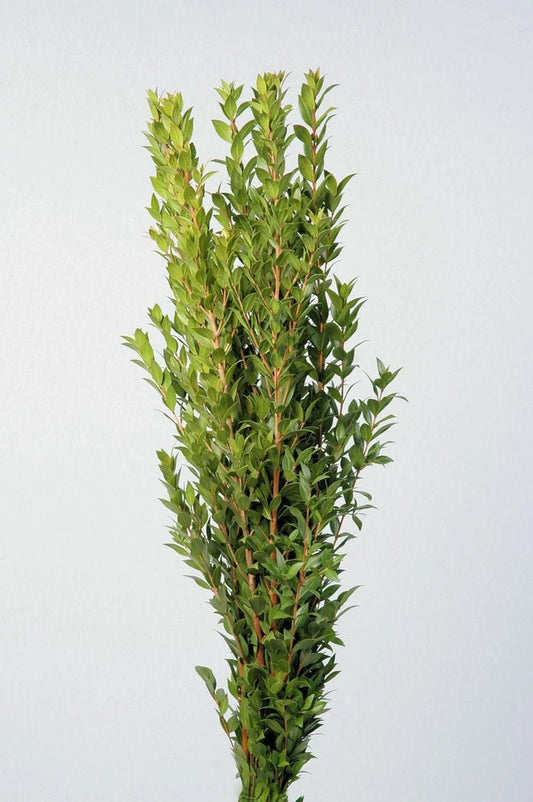 Green True Myrtle Foliage & Greens