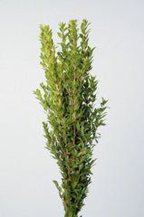 Green True Myrtle Foliage & Greens