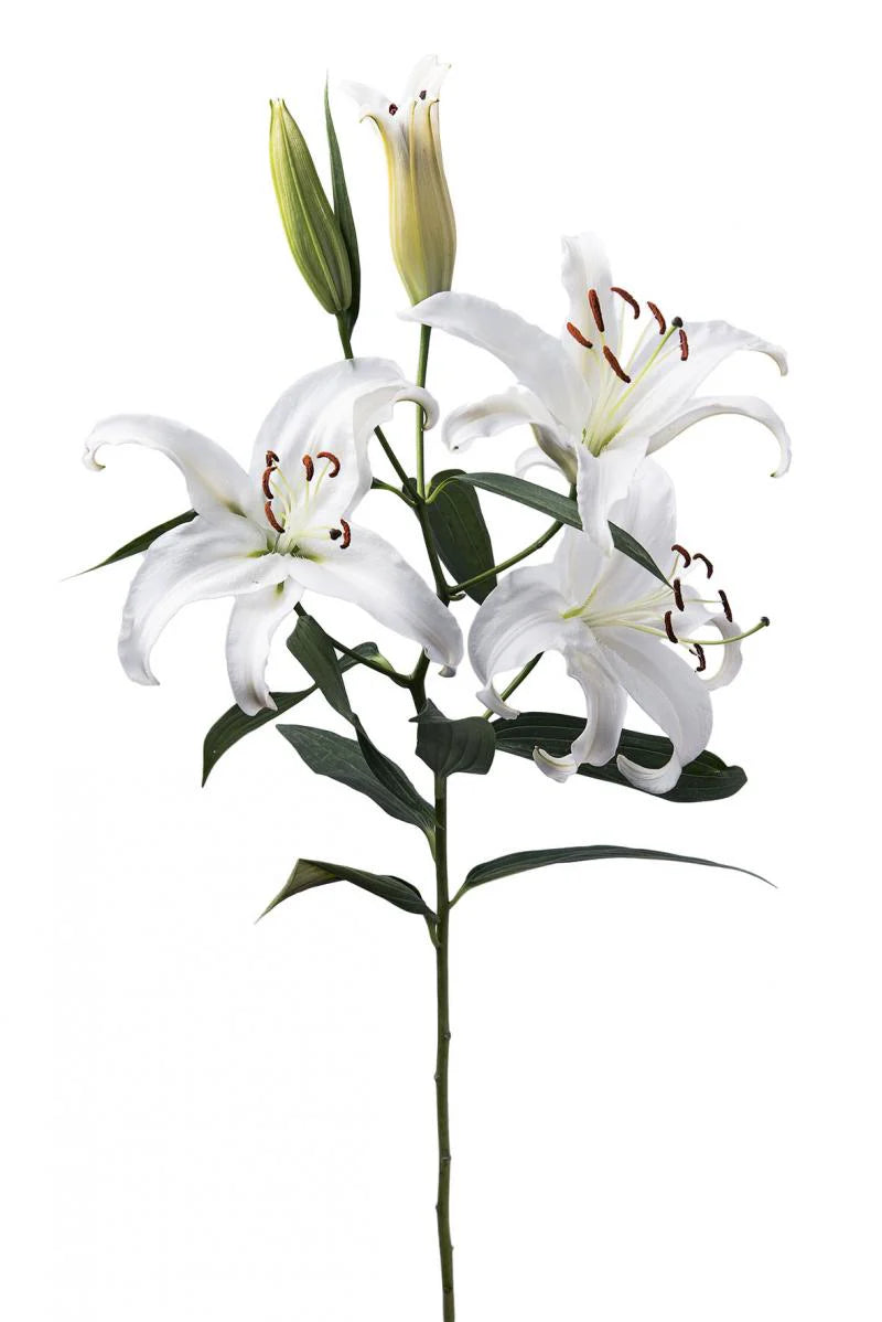 White Universe Oriental Lilies