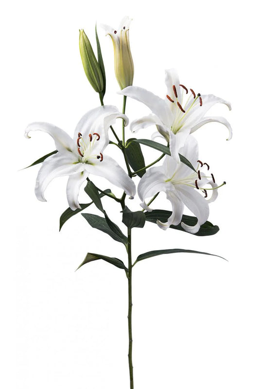 White Universe Oriental Lilies