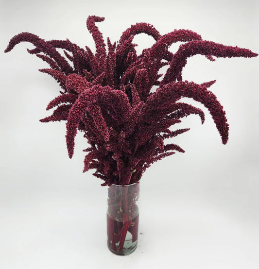 Velvet Curtains Upright Amaranthus