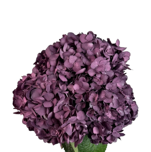 Dark Purple Velvet Love Hydrangea