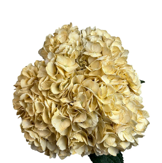 White Vintage Hydrangea