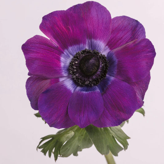Viola Mistral Anemones