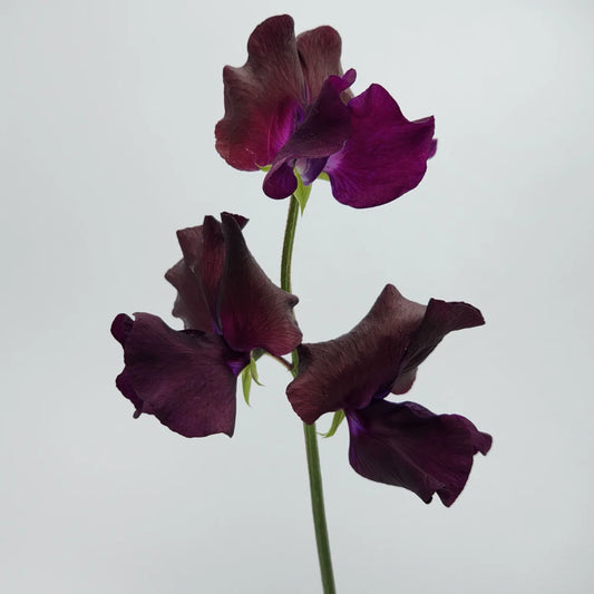 Viola Sweet Pea