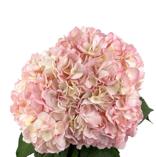 Wedding Pink Hydrangea