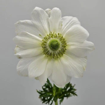 White Albino Anemones
