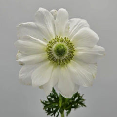 White Albino Anemones