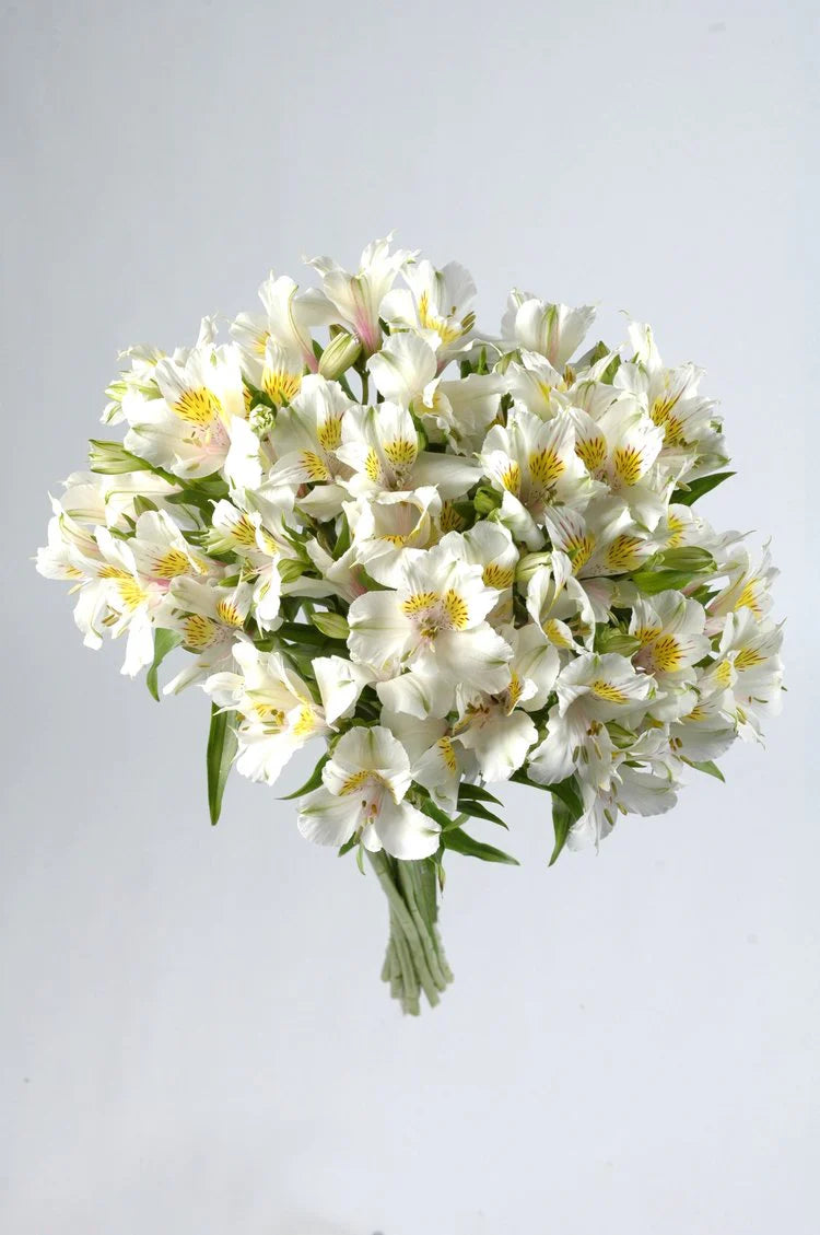 White Alstroemeria
