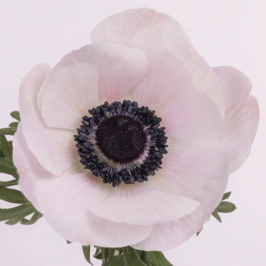 White Blush Anemones