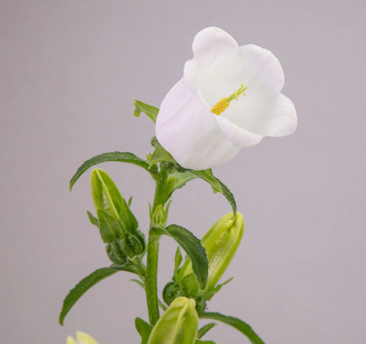 White Campanulas Campanulas