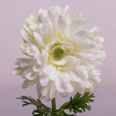 White Star Anemones