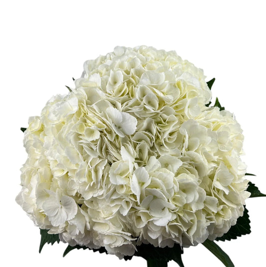 White Hydrangea