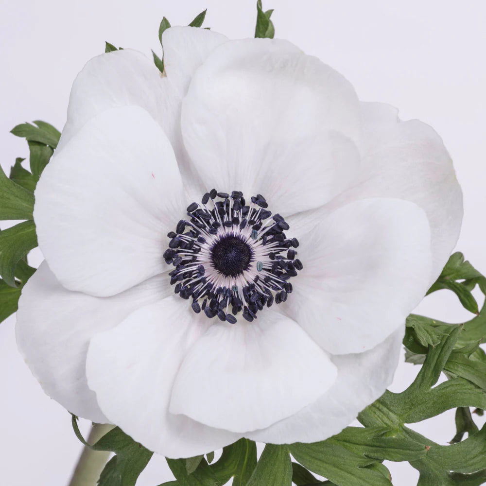 White Panda  Anemones