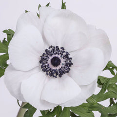 White Panda  Anemones