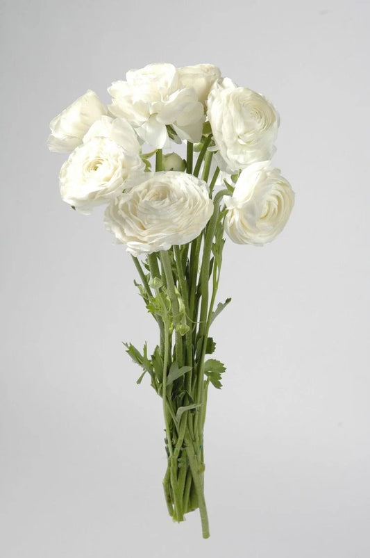 White Ranunculus