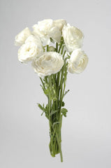 White Ranunculus
