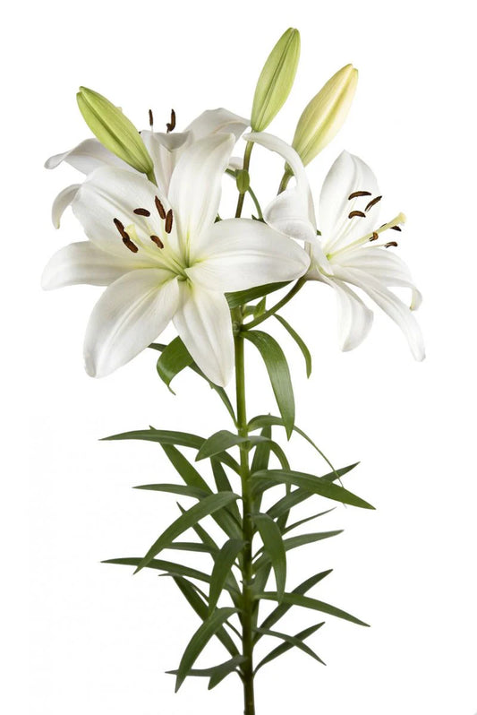 White White Sound Asiatic Lilies