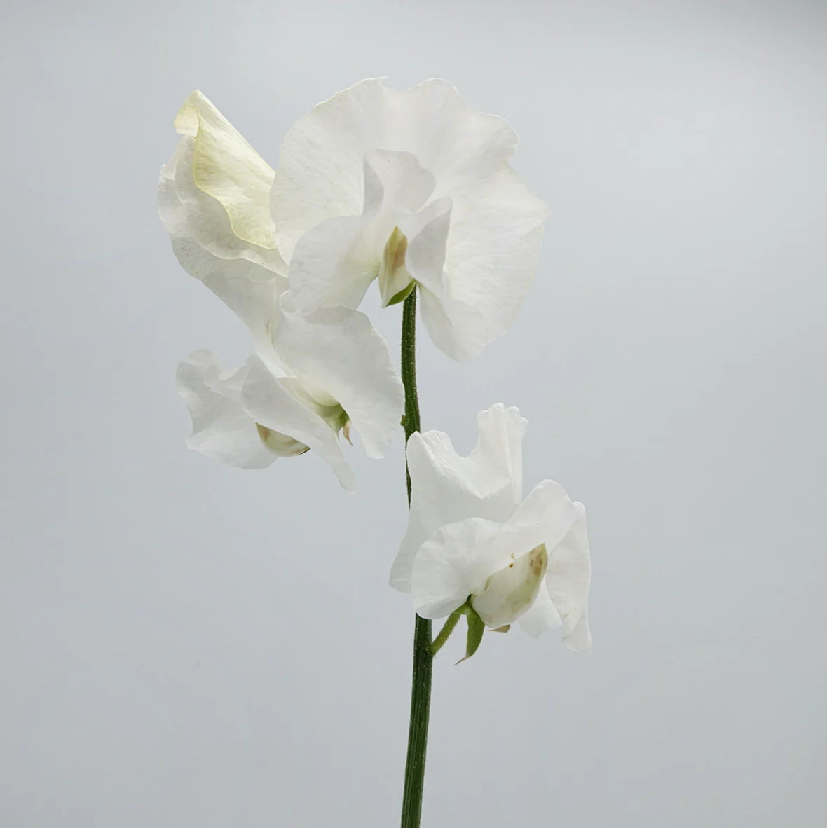 White Sweet Pea