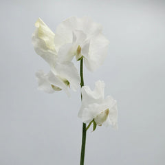 White Sweet Pea
