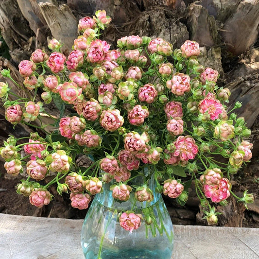 Pink Wild Radish Spray Roses