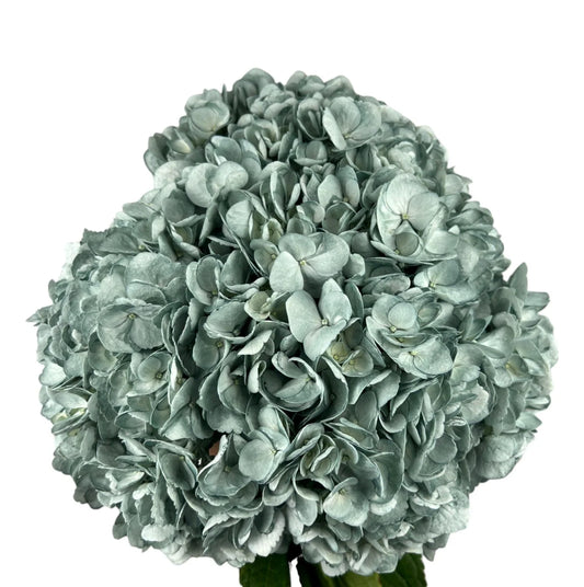 Blue Woodland Hydrangea